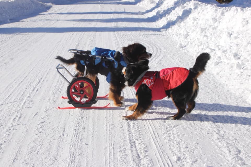 RX2 POLAR SKI SET - 2 Set