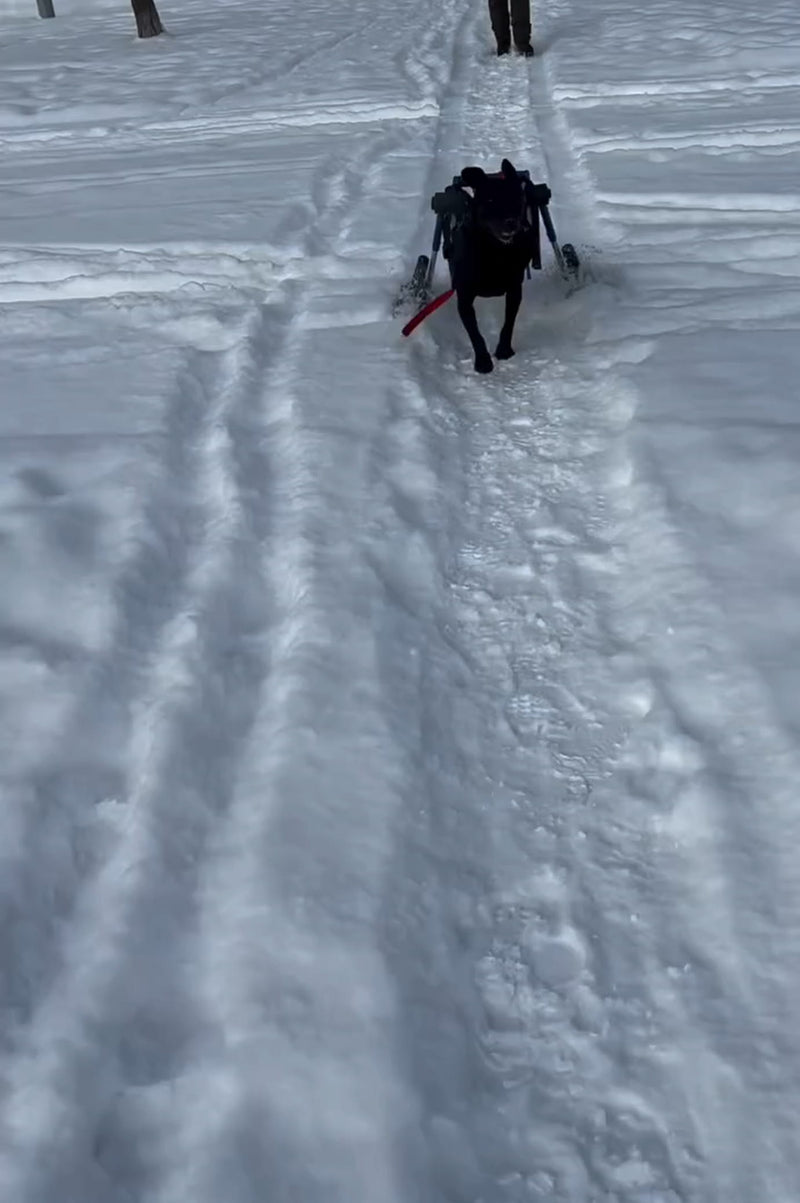 The Story Corner: <span>Nelly on Wheels</span>