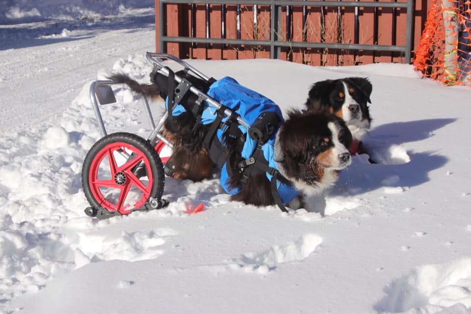 A 28" Polar Ski set of 2 for Strollers, bike trailers, chariot, Joggers, Dog wheelchairs,
